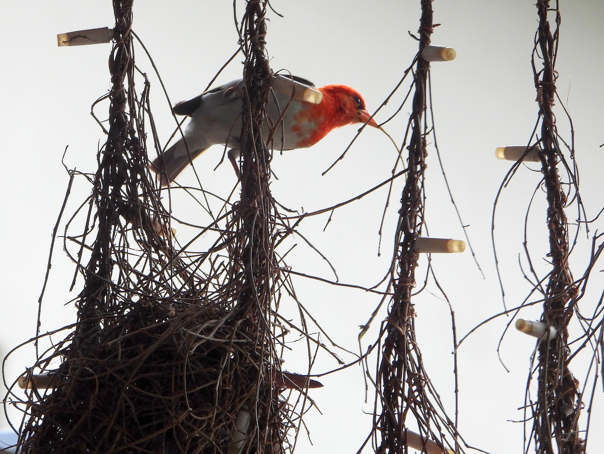Red-headed Weaver (Southern) - ML606519291