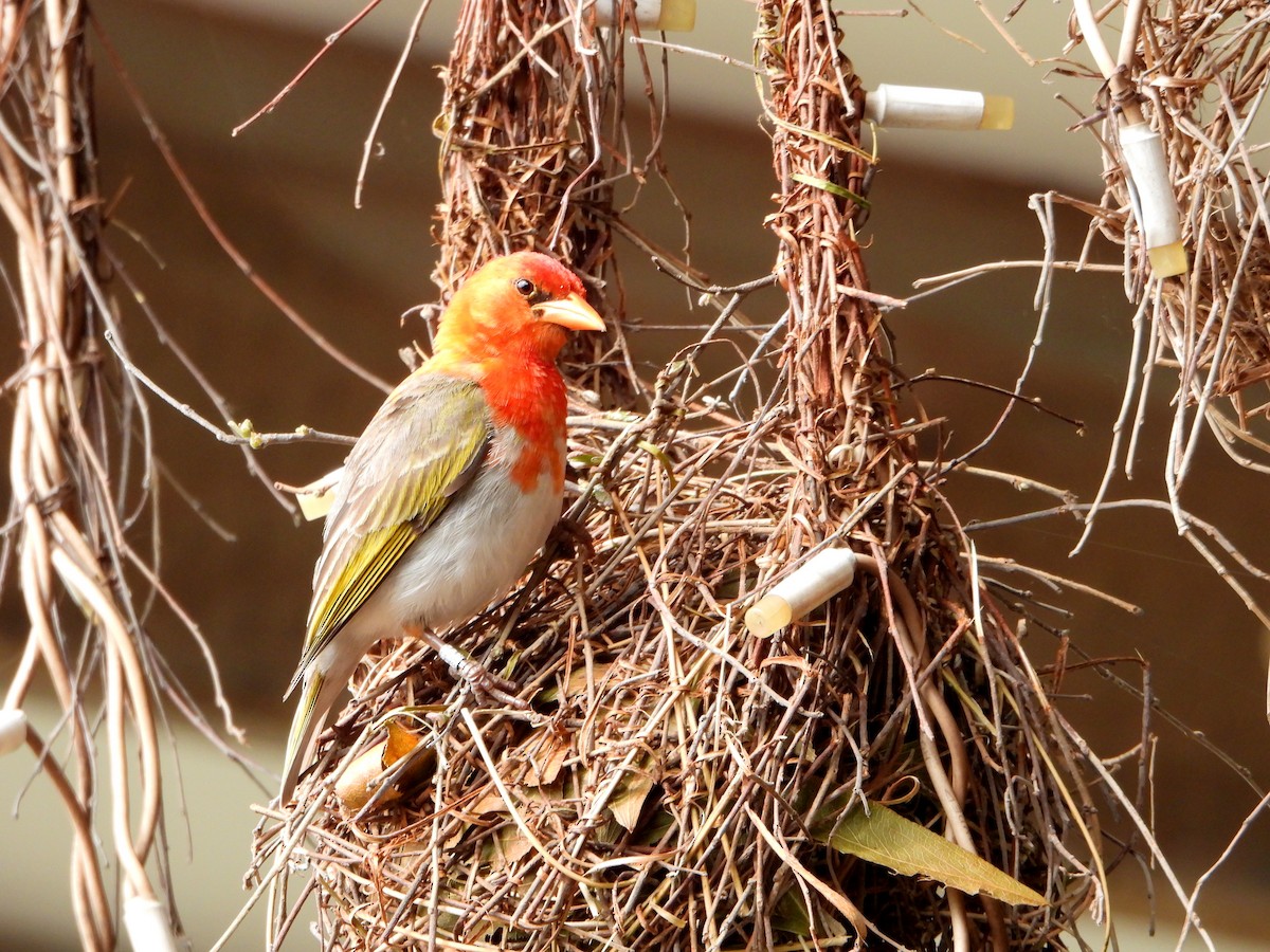 Red-headed Weaver (Southern) - ML606519301