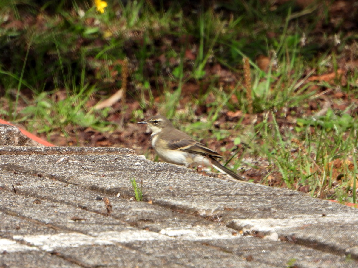 Cape Wagtail - ML606522881