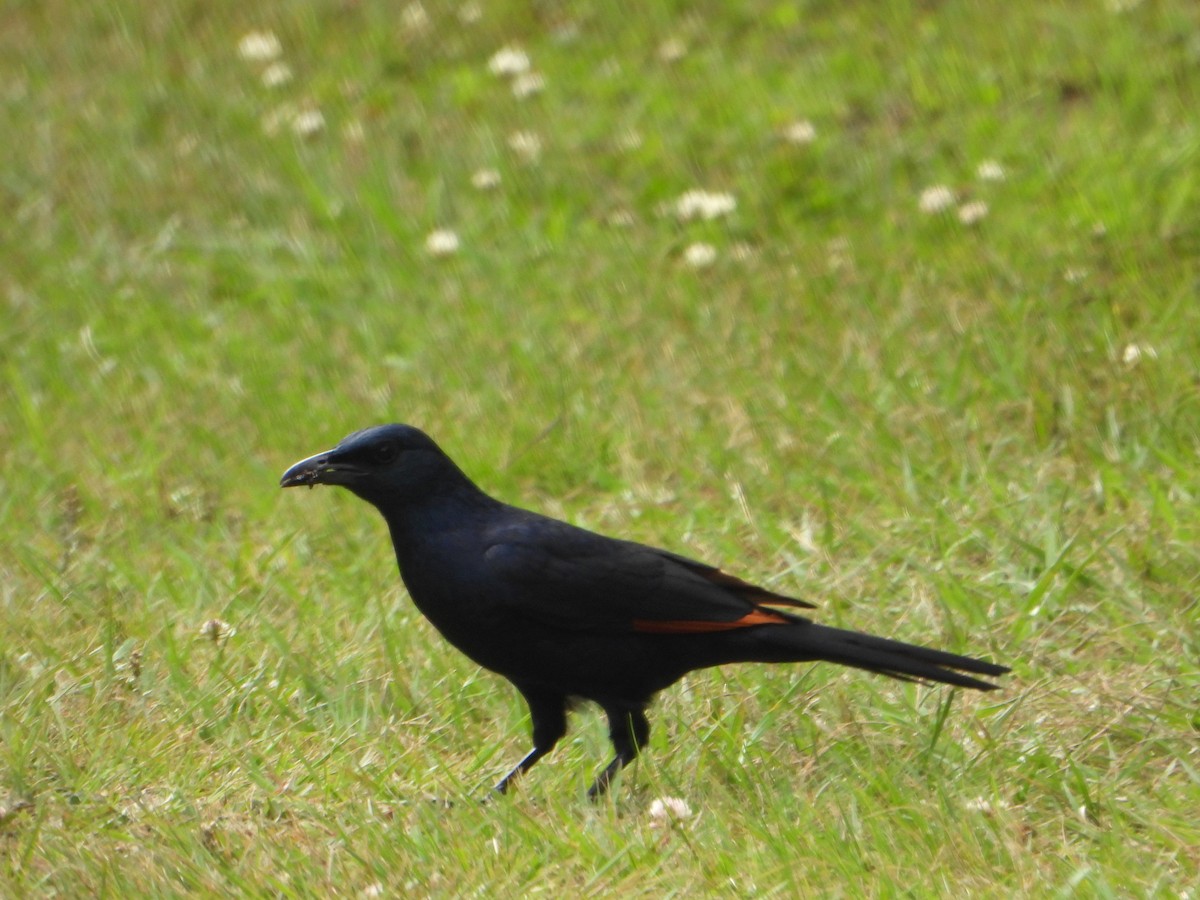 Red-winged Starling - ML606523801