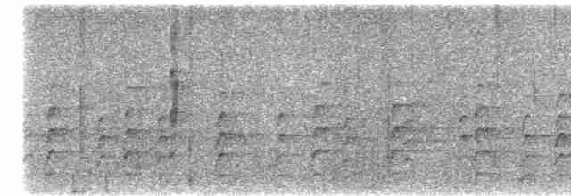 svartkronestylteløper (mexicanus) - ML606523821