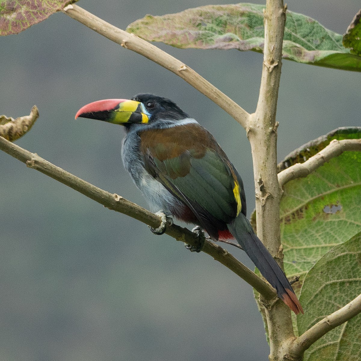 Gray-breasted Mountain-Toucan - ML606525061