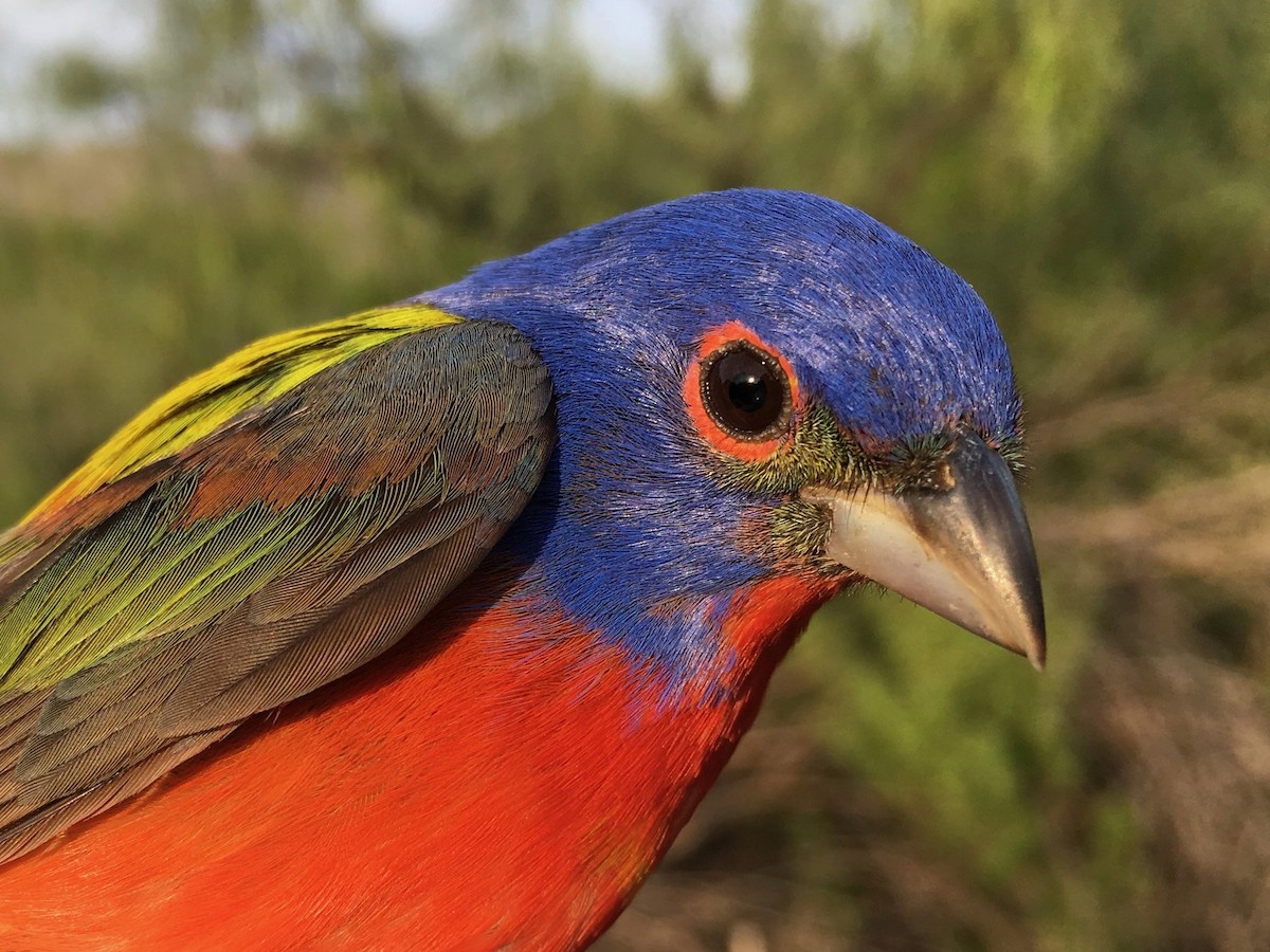 Painted Bunting - ML60652551