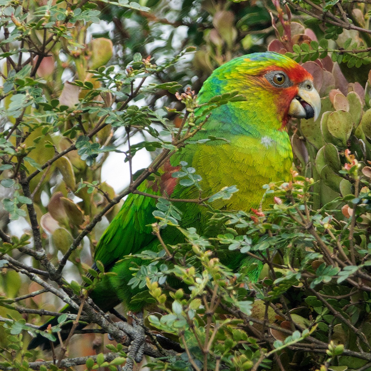 Red-faced Parrot - ML606525631