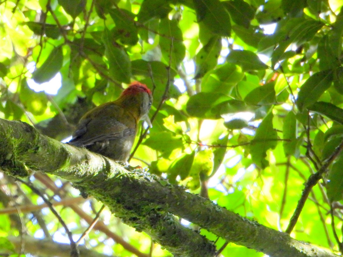 Olive Woodpecker (Southern) - ML606527371