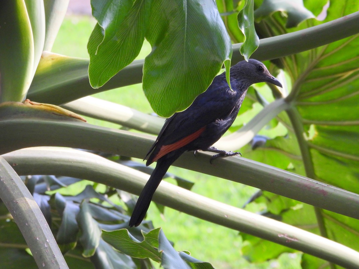 Red-winged Starling - ML606528371