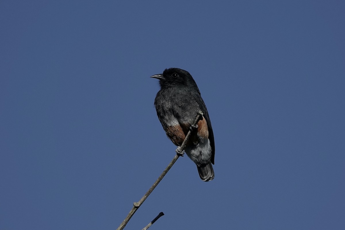 Swallow-winged Puffbird - ML606532761