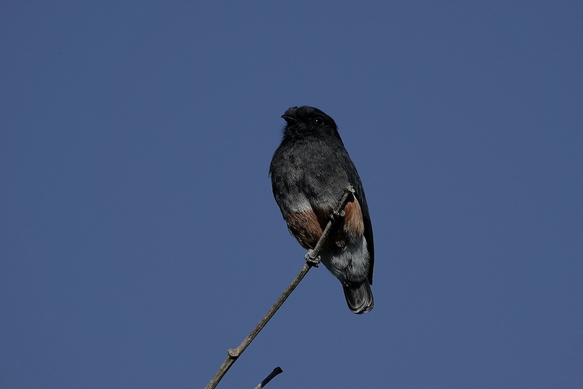 Swallow-winged Puffbird - Simon Pearce