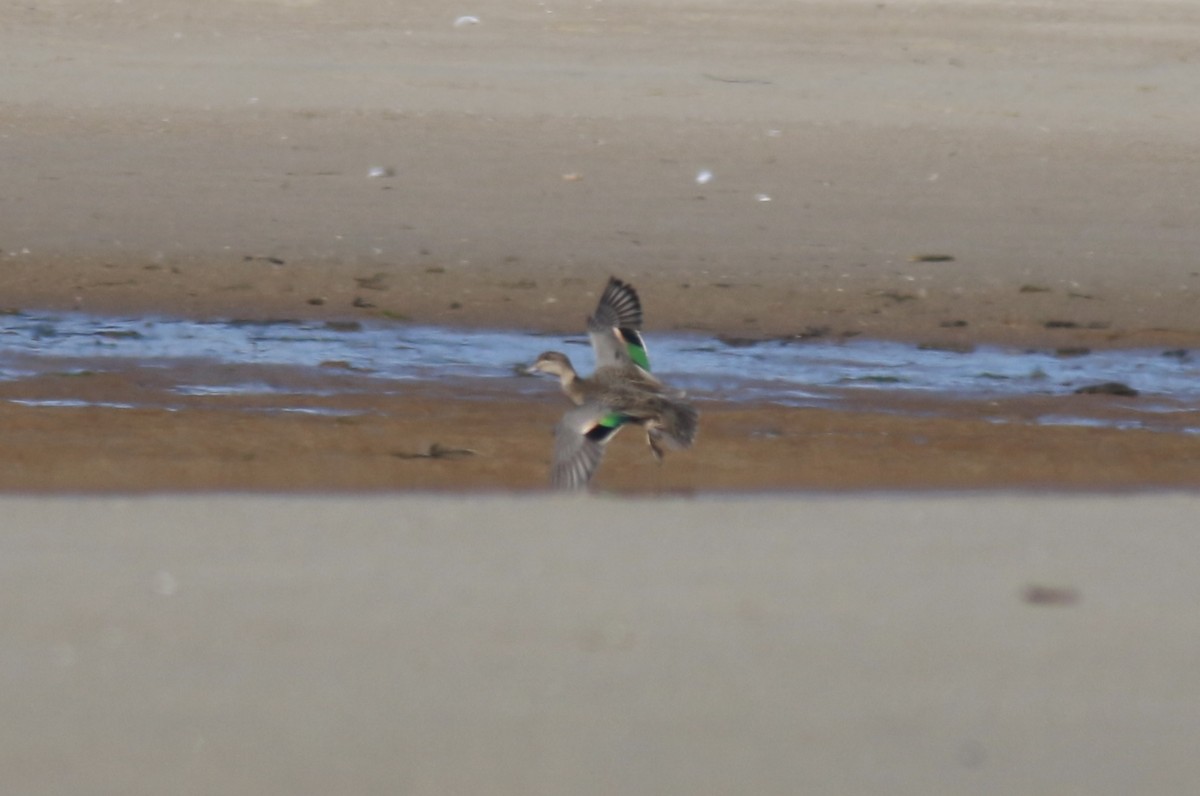 Green-winged Teal - ML606533801