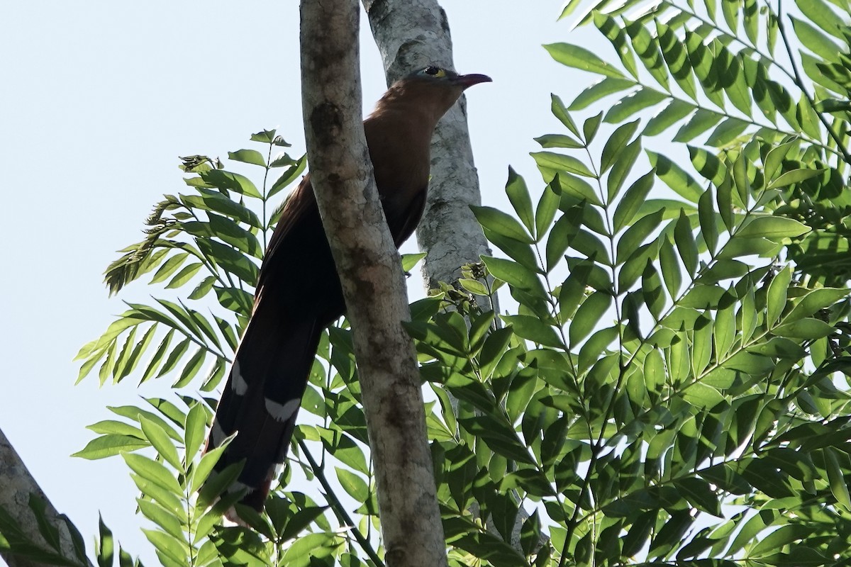 Black-bellied Cuckoo - ML606534241