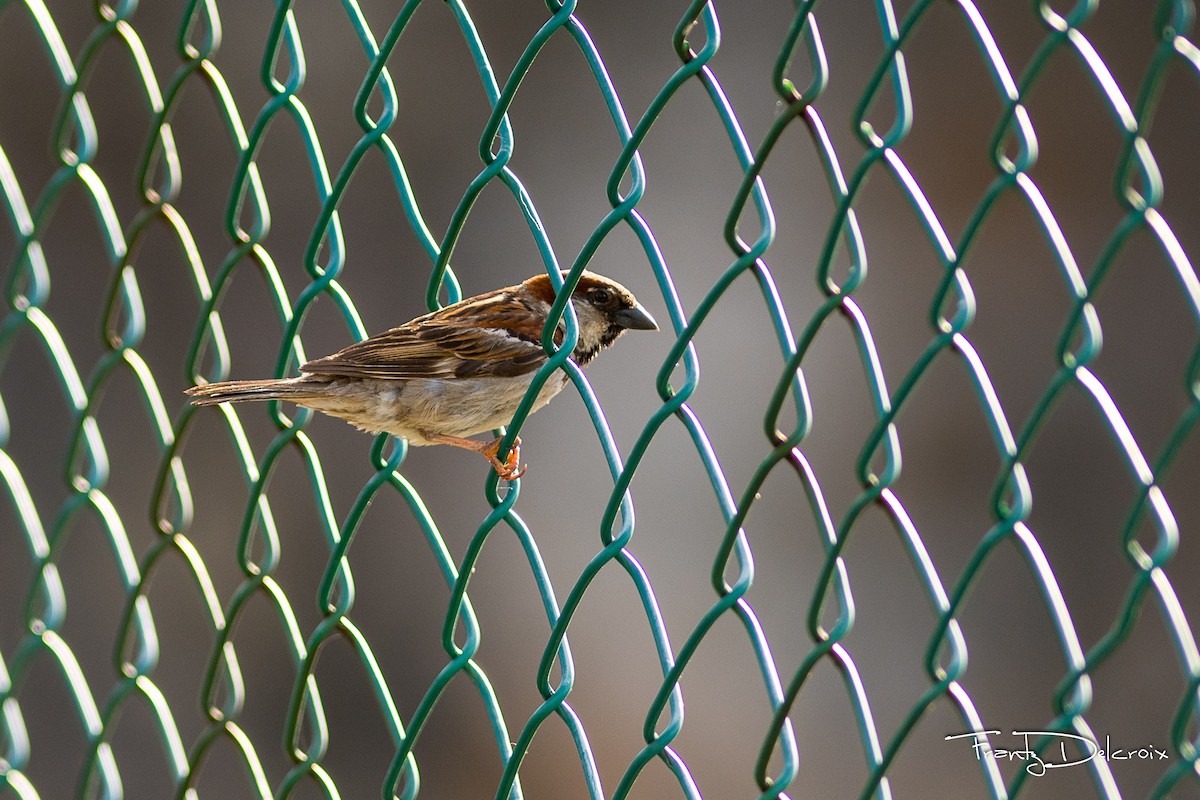 House Sparrow - Frantz Delcroix (Duzont)