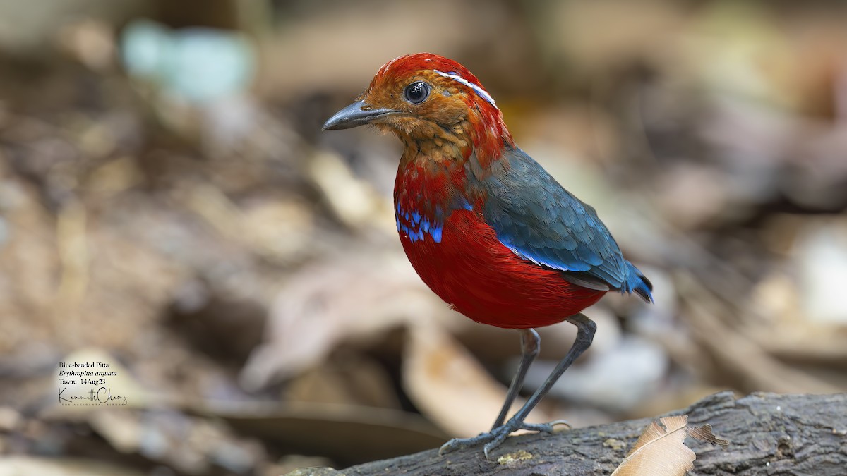 Blue-banded Pitta - ML606536041