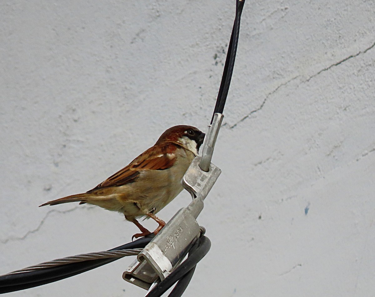 House Sparrow - ML606536081