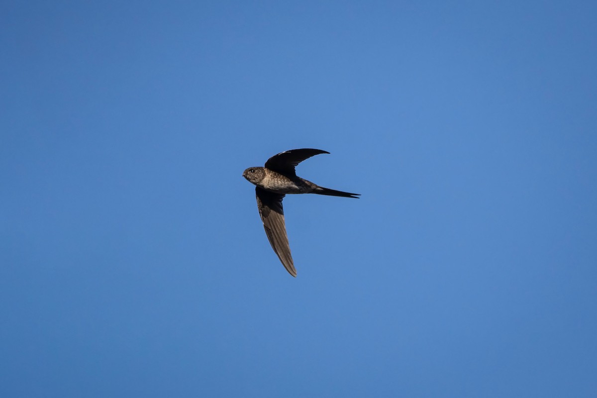 Fork-tailed Palm Swift - Celso Modesto Jr.