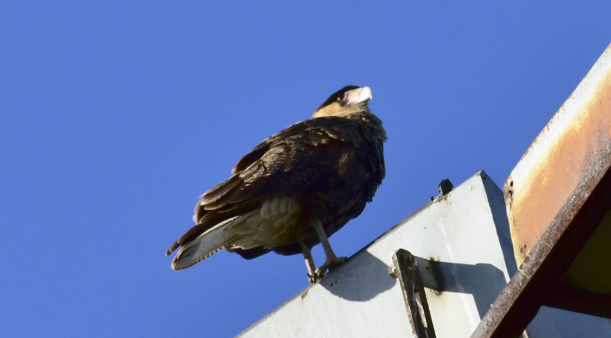 Crested Caracara (Southern) - ML60653981