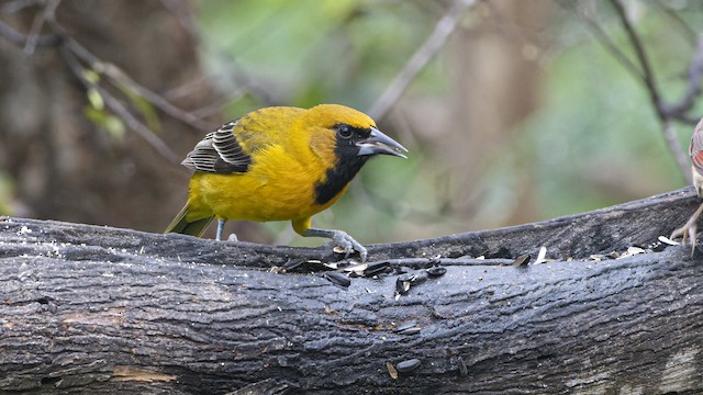 Altamira Oriole  Audubon Field Guide