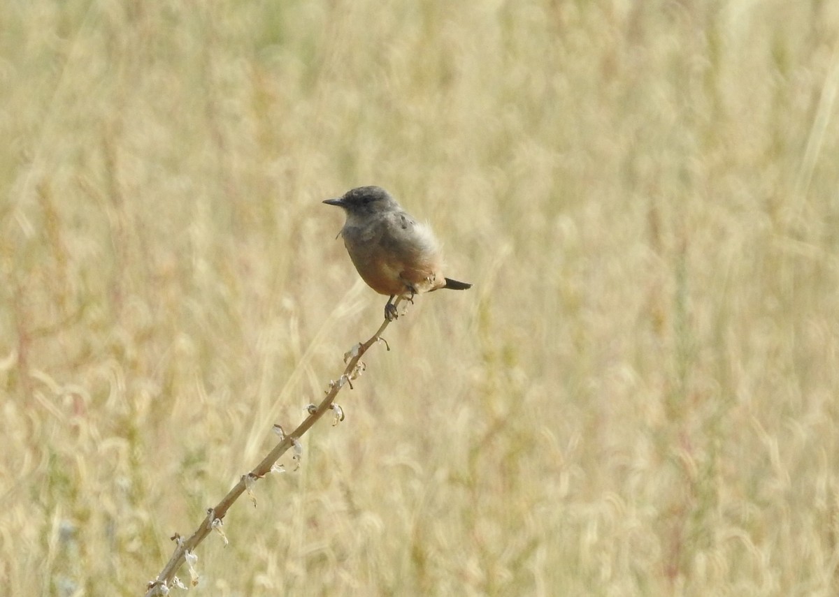 Say's Phoebe - dave haupt