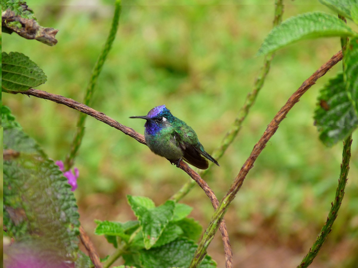 Violet-headed Hummingbird - Ariel Fonseca