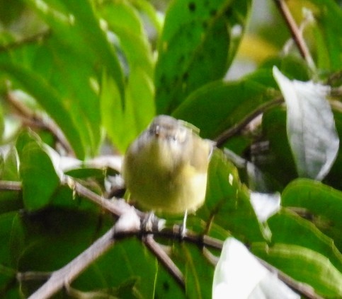 Island Leaf Warbler (New Guinea) - ML606547601