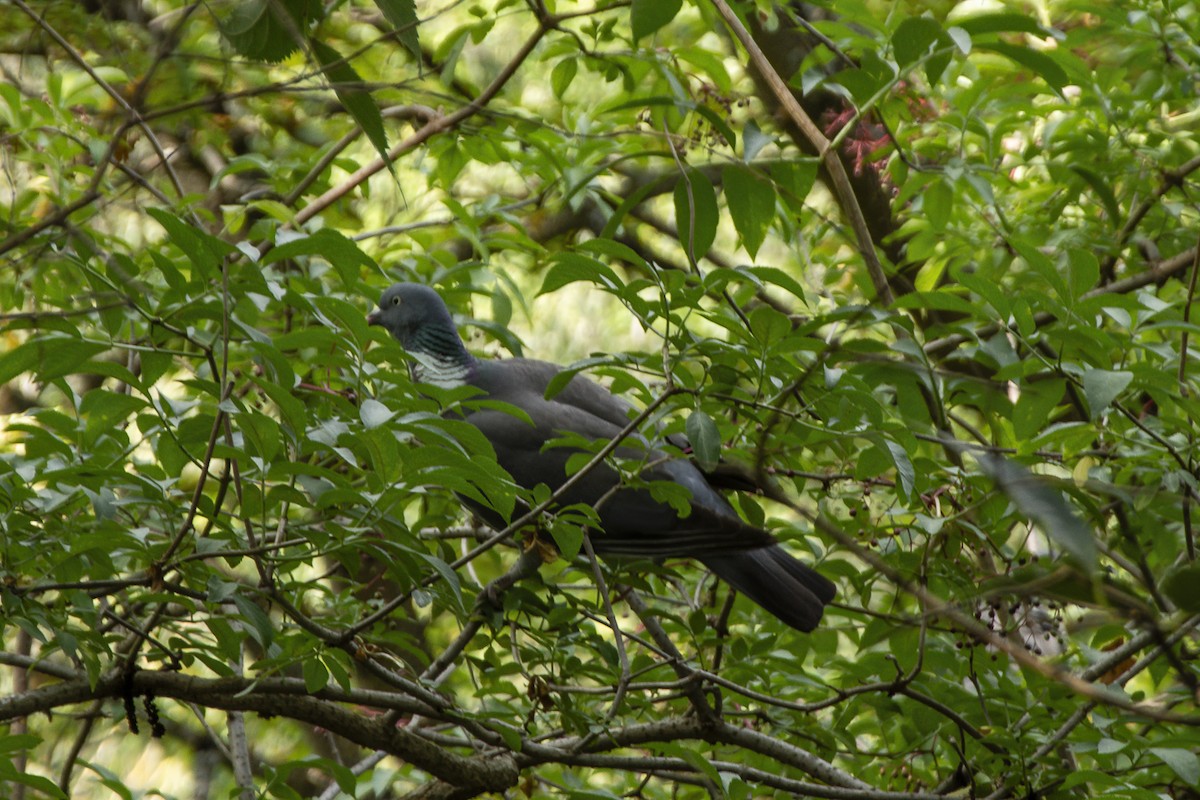Common Wood-Pigeon - ML606547731