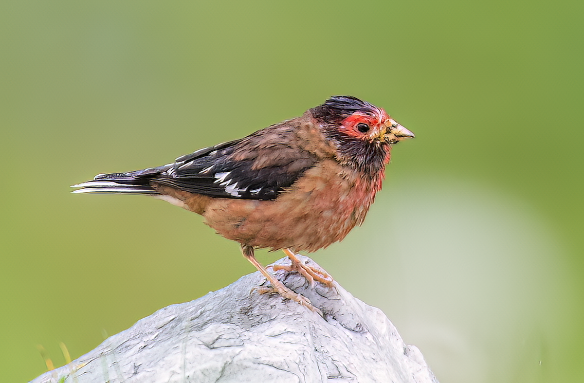 Spectacled Finch - ML606548701