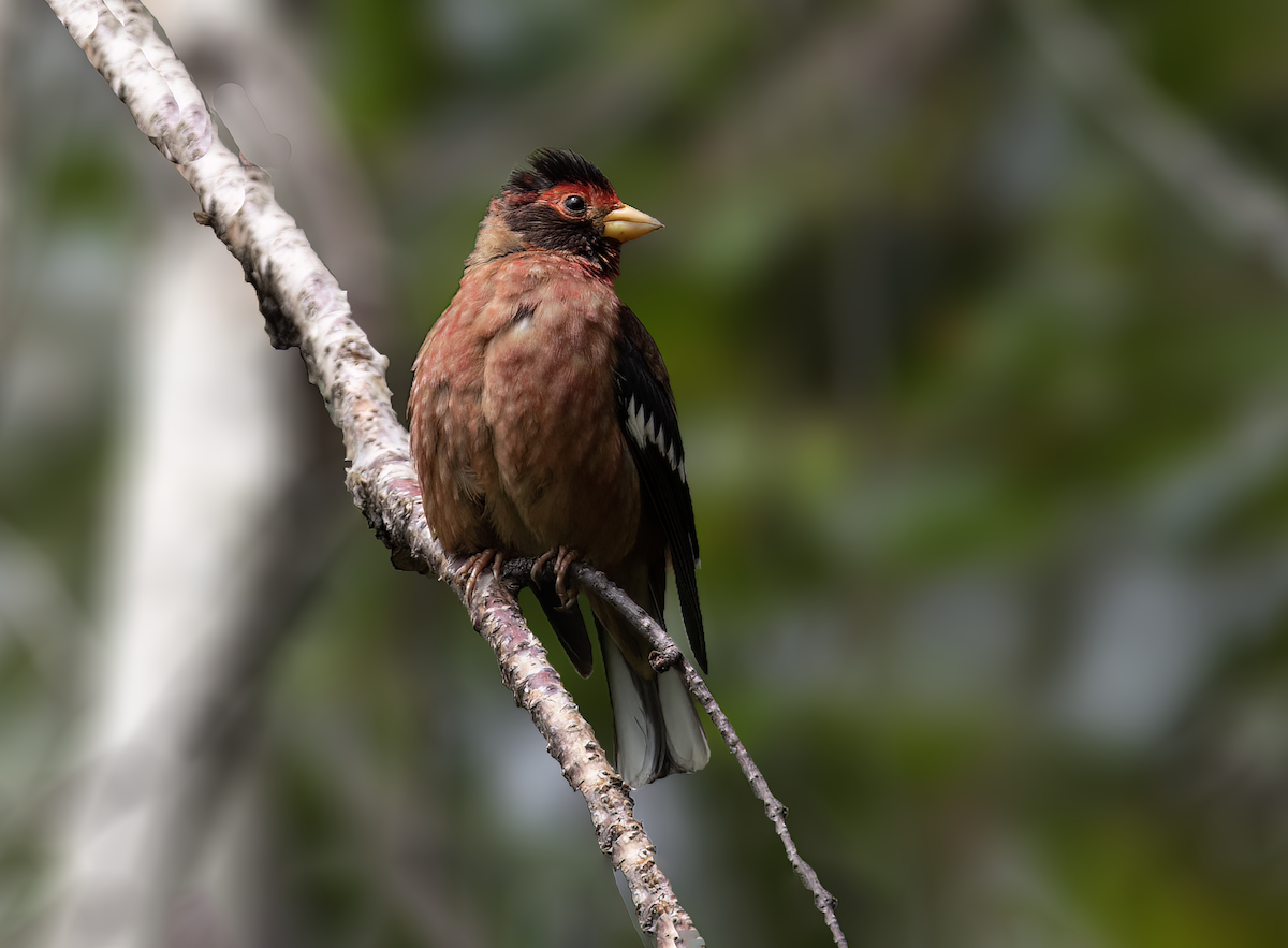 Spectacled Finch - ML606548711