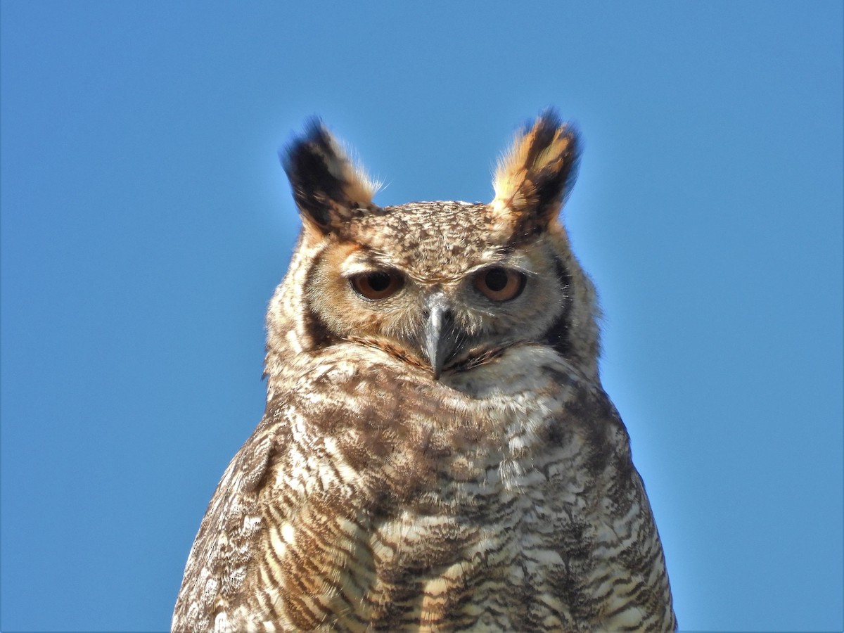 Great Horned Owl - ML606551731