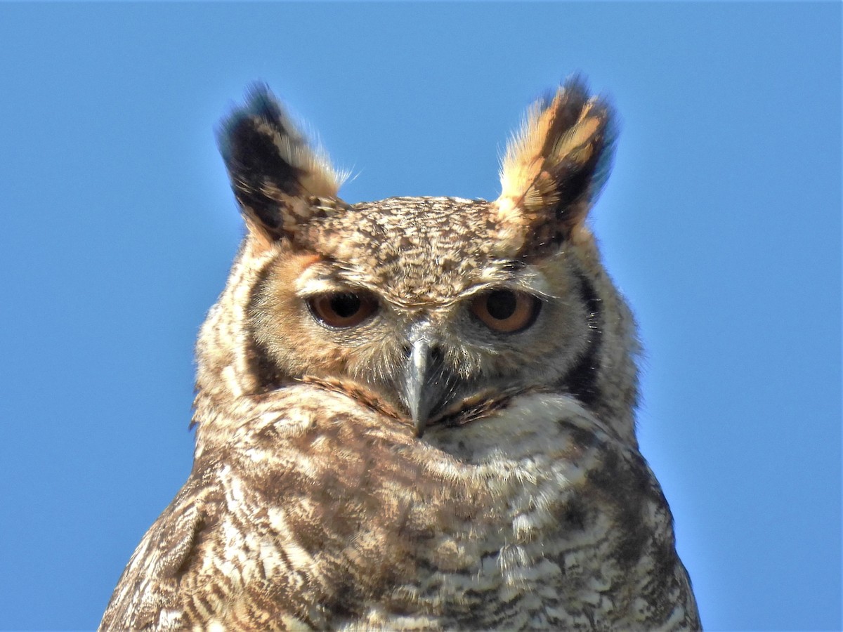 Great Horned Owl - ML606551741