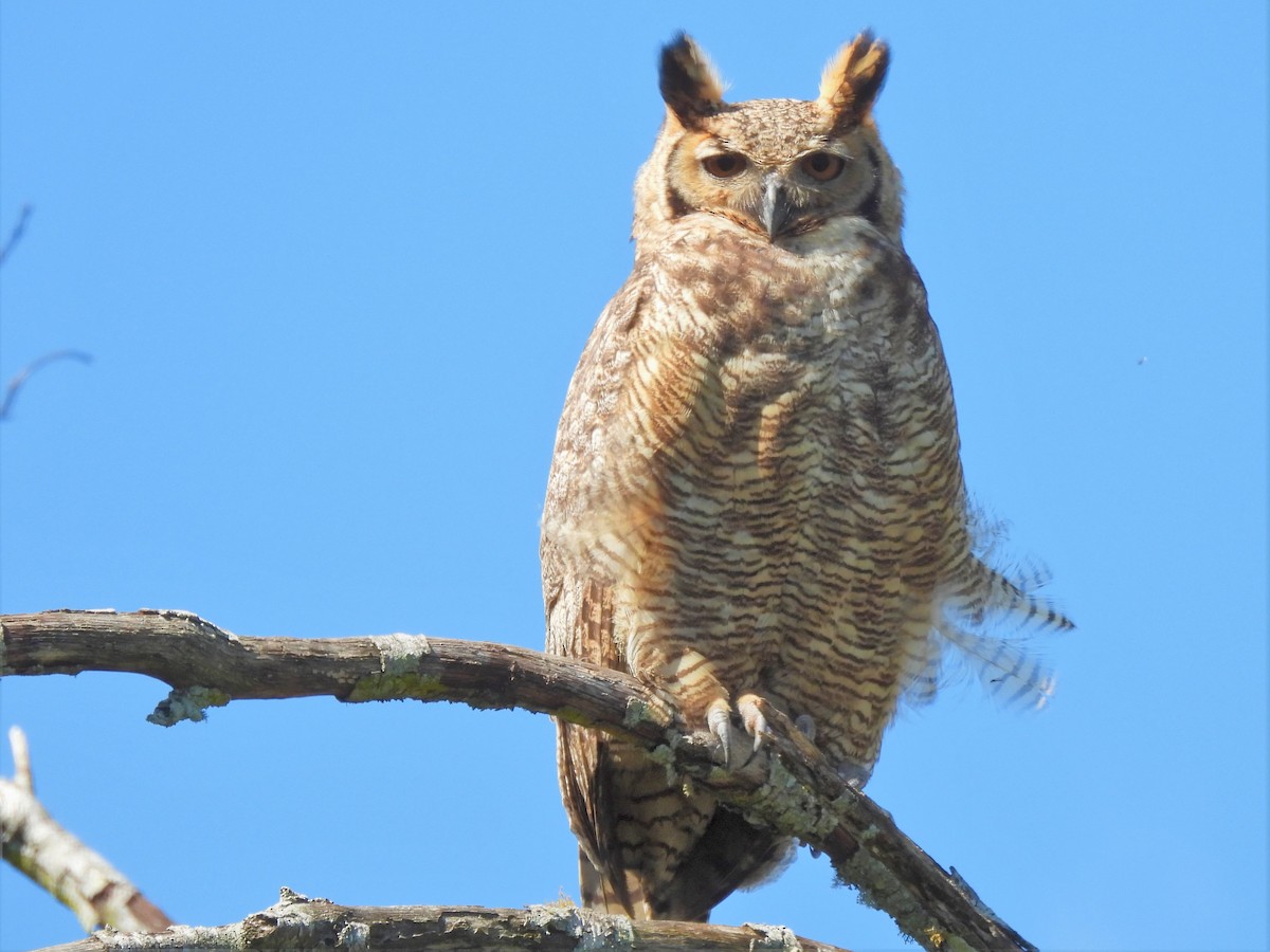 Great Horned Owl - ML606551751