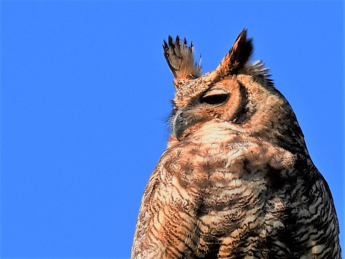Great Horned Owl - ML606551761
