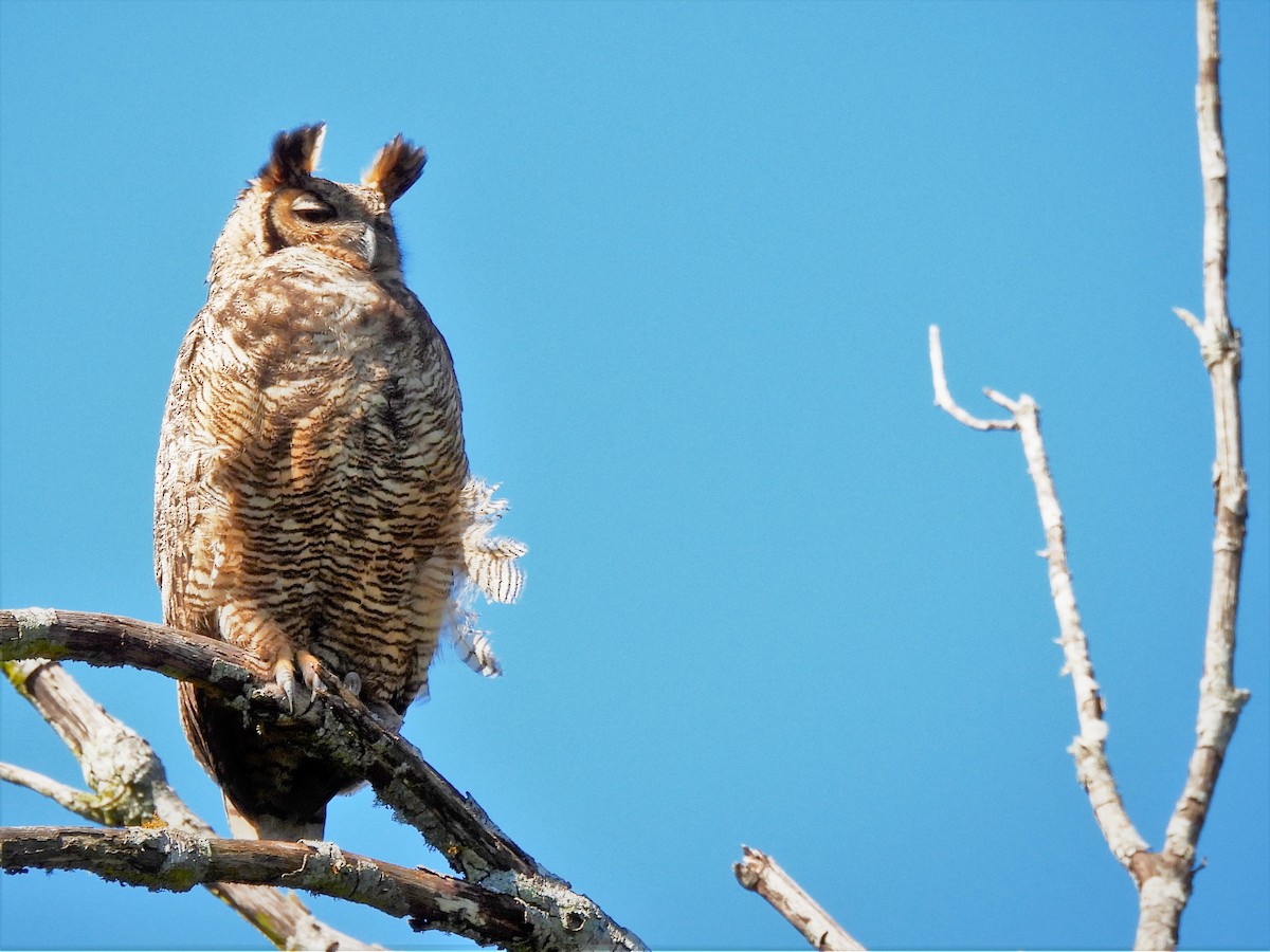 Great Horned Owl - ML606551771