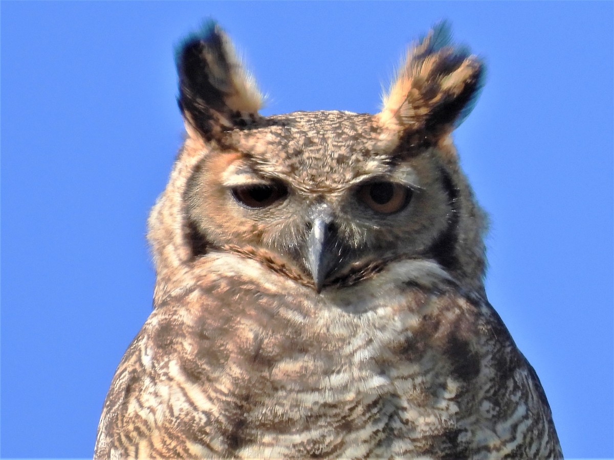 Great Horned Owl - ML606551781