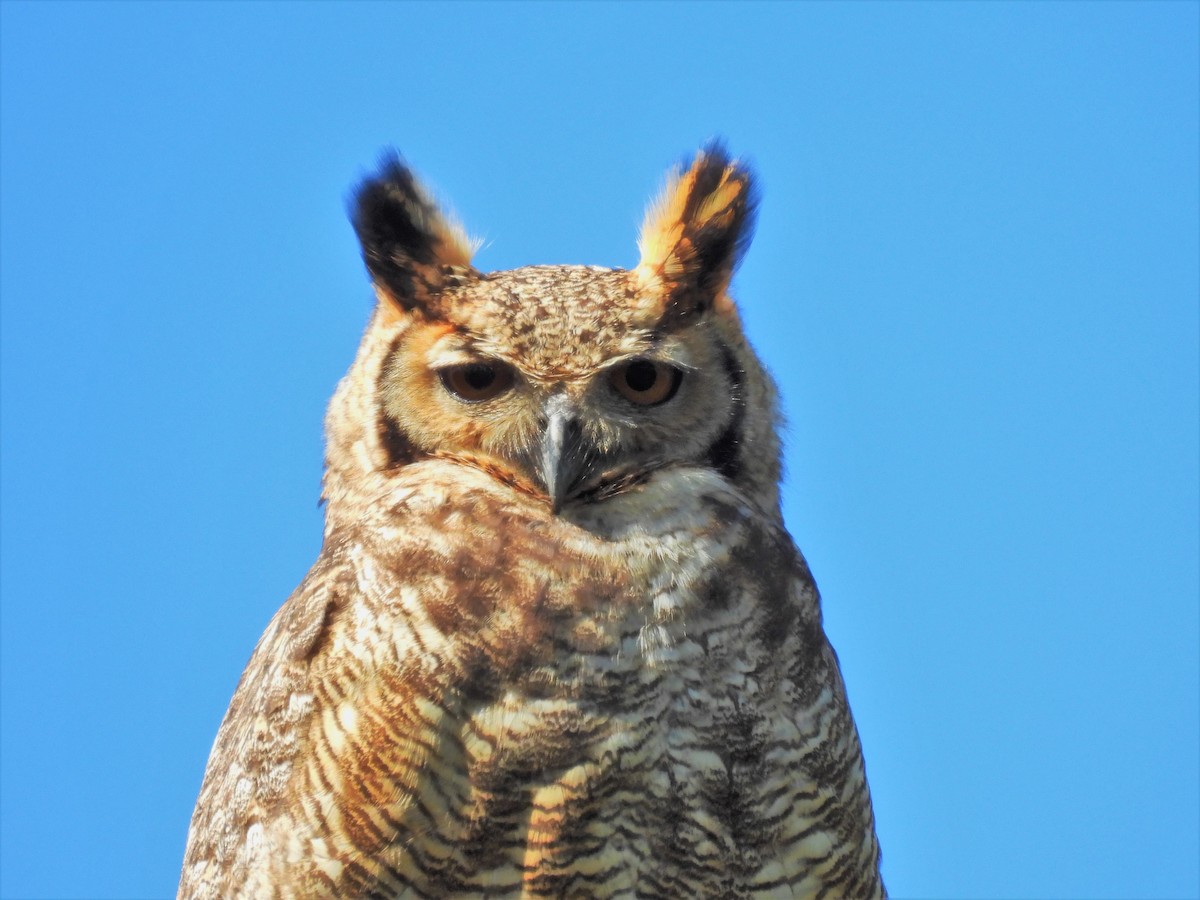 Great Horned Owl - ML606551791