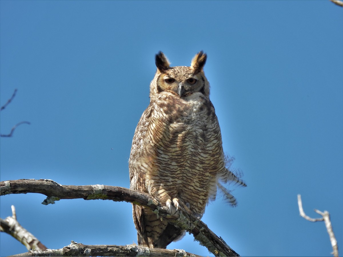 Great Horned Owl - ML606551801