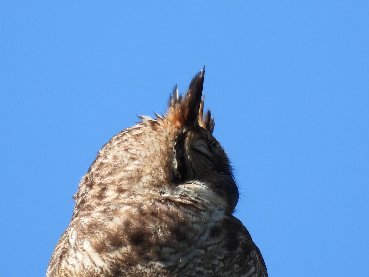 Great Horned Owl - ML606551821