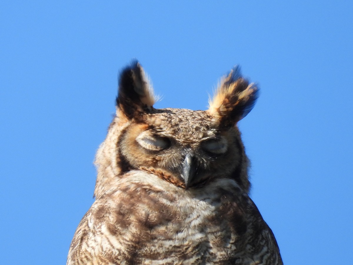 Great Horned Owl - ML606551831