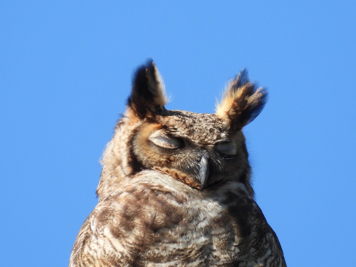 Great Horned Owl - ML606551841
