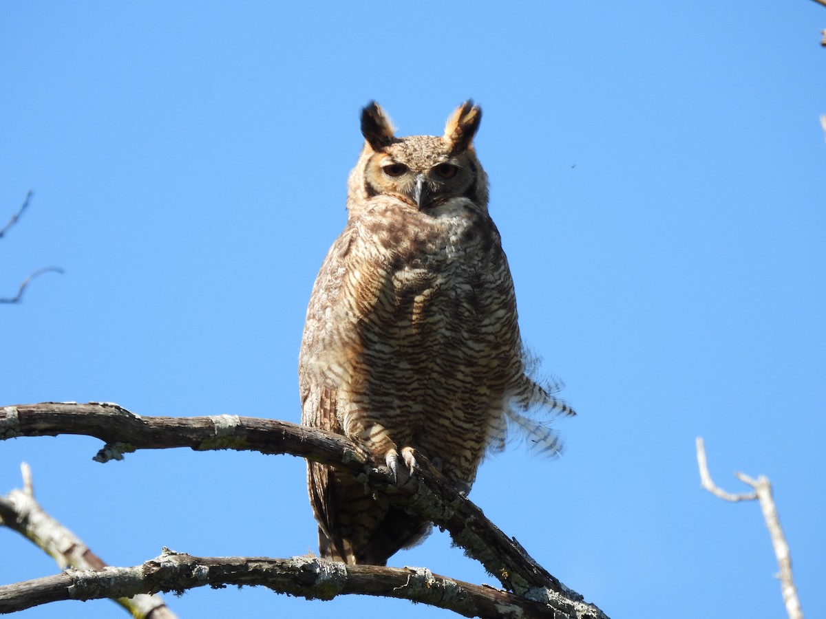 Great Horned Owl - ML606551851