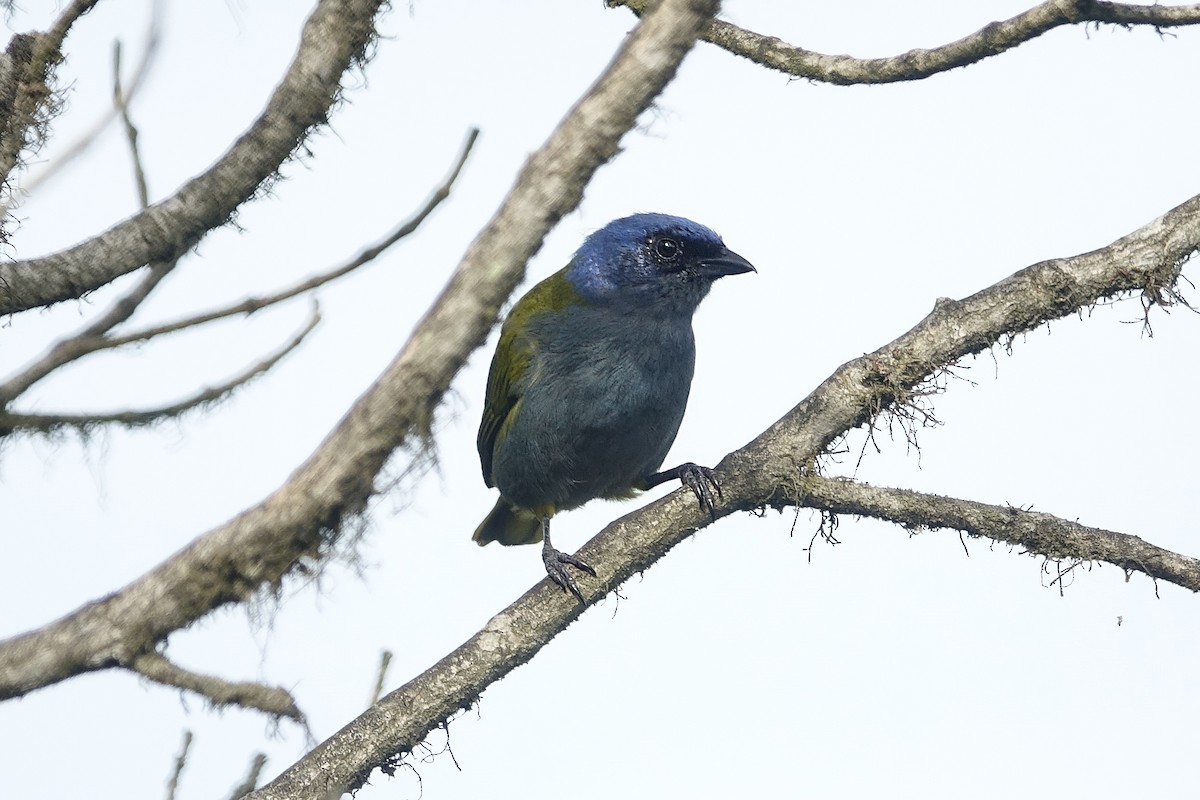 Blue-capped Tanager - ML606552181
