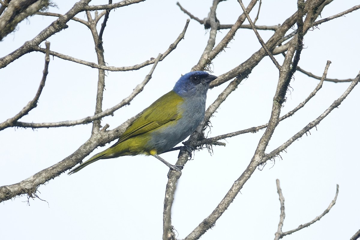 Blue-capped Tanager - ML606552191