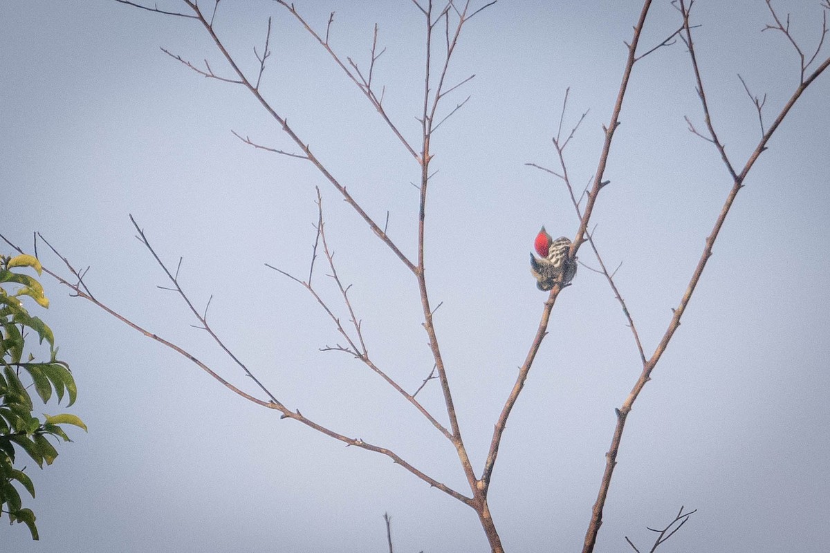 Gray-and-buff Woodpecker (Gray-and-buff) - ML606555661