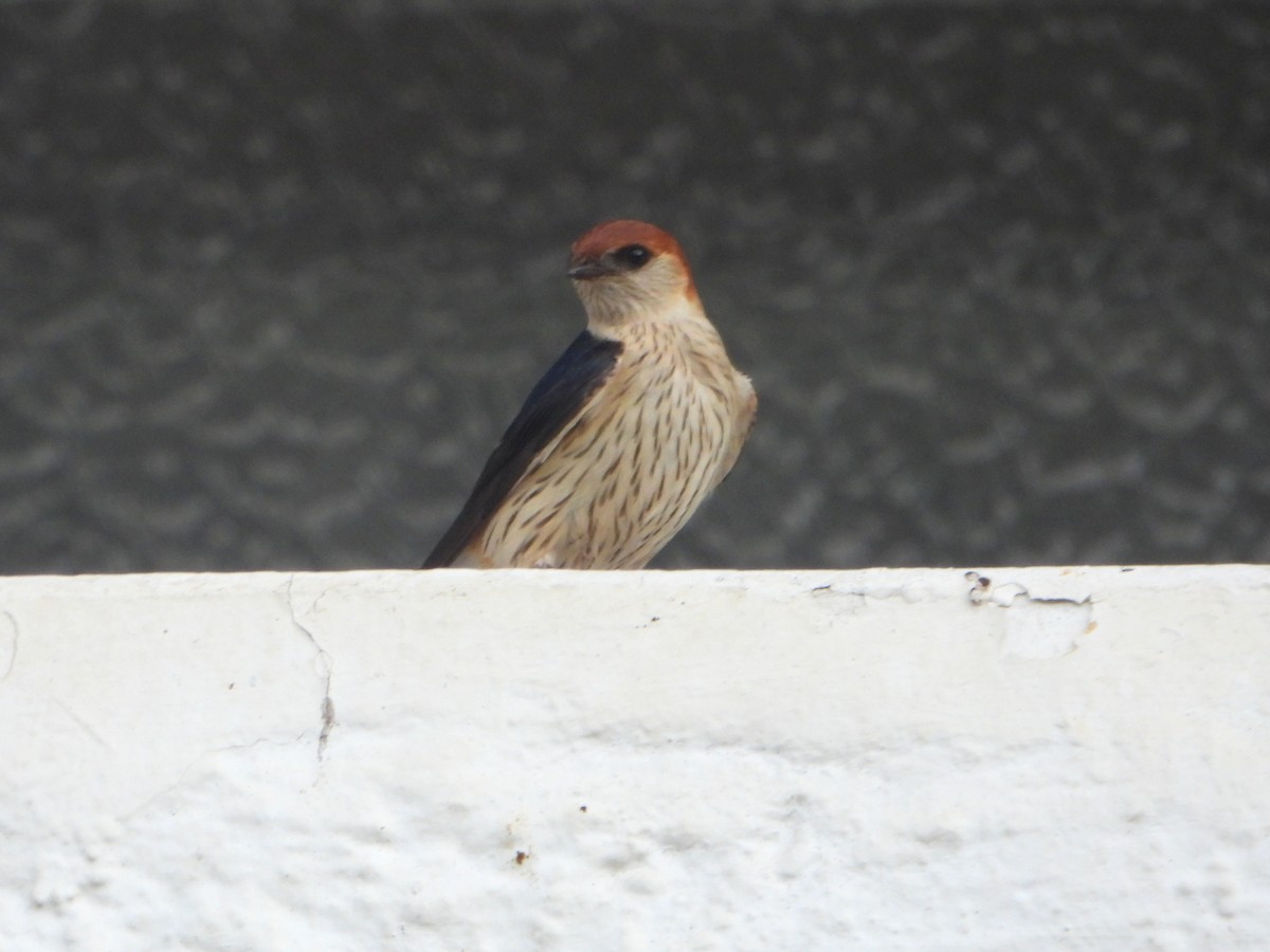 Greater Striped Swallow - bob butler