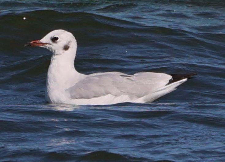 Black-headed Gull - ML606563981
