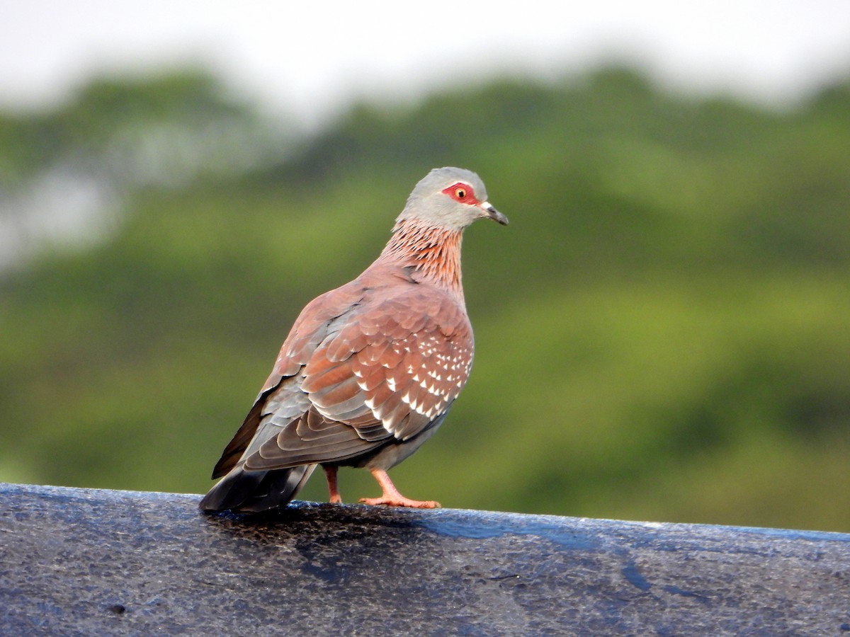 Speckled Pigeon - ML606564351