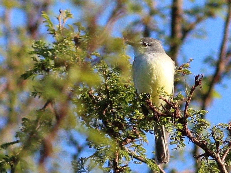 White-crested Tyrannulet (Sulphur-bellied) - Paulo Krieser