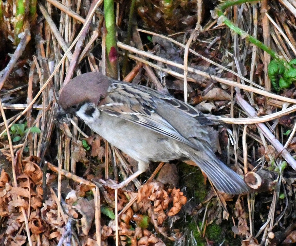 Eurasian Tree Sparrow - ML60656951