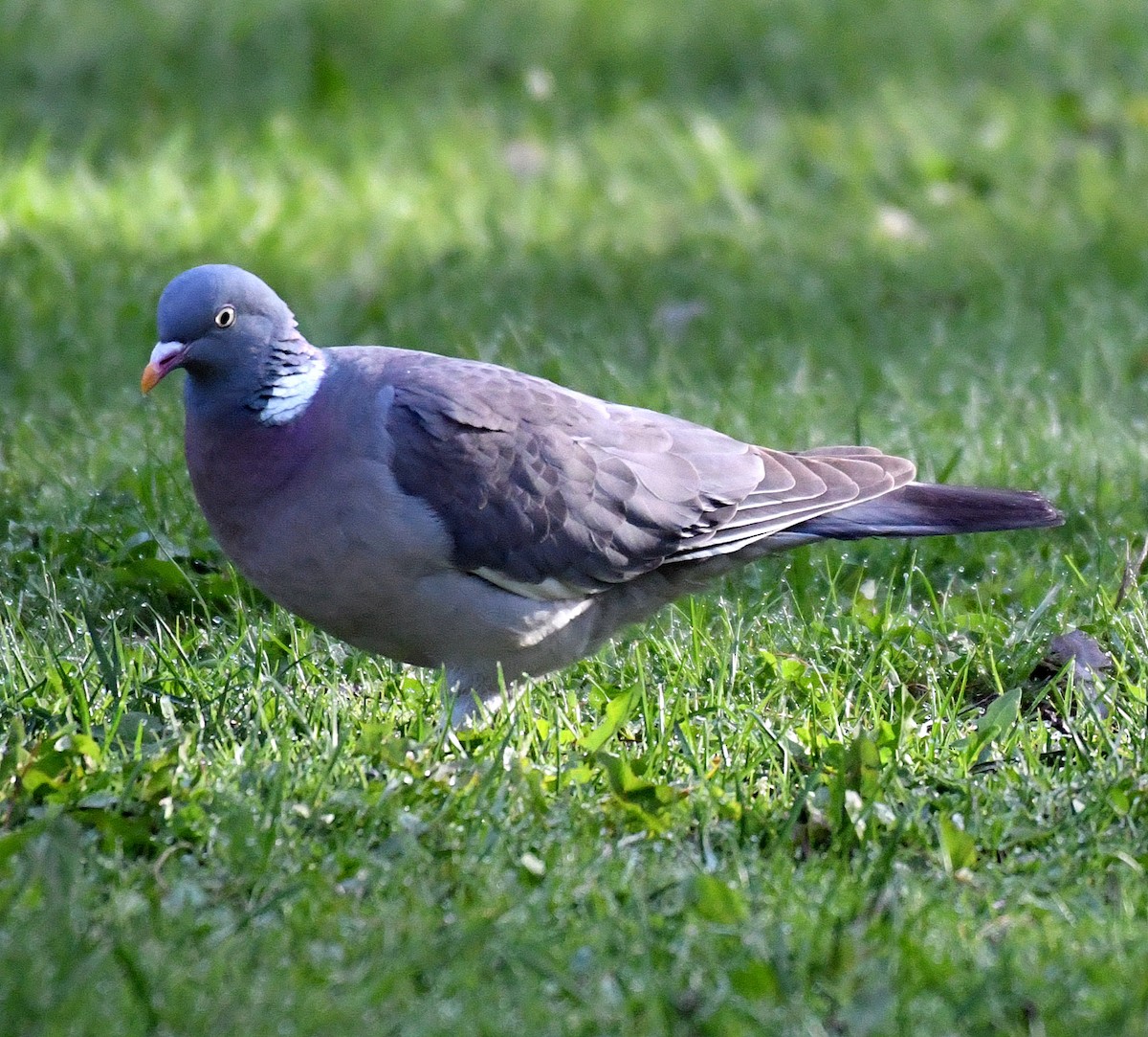Common Wood-Pigeon (White-necked) - ML60657161