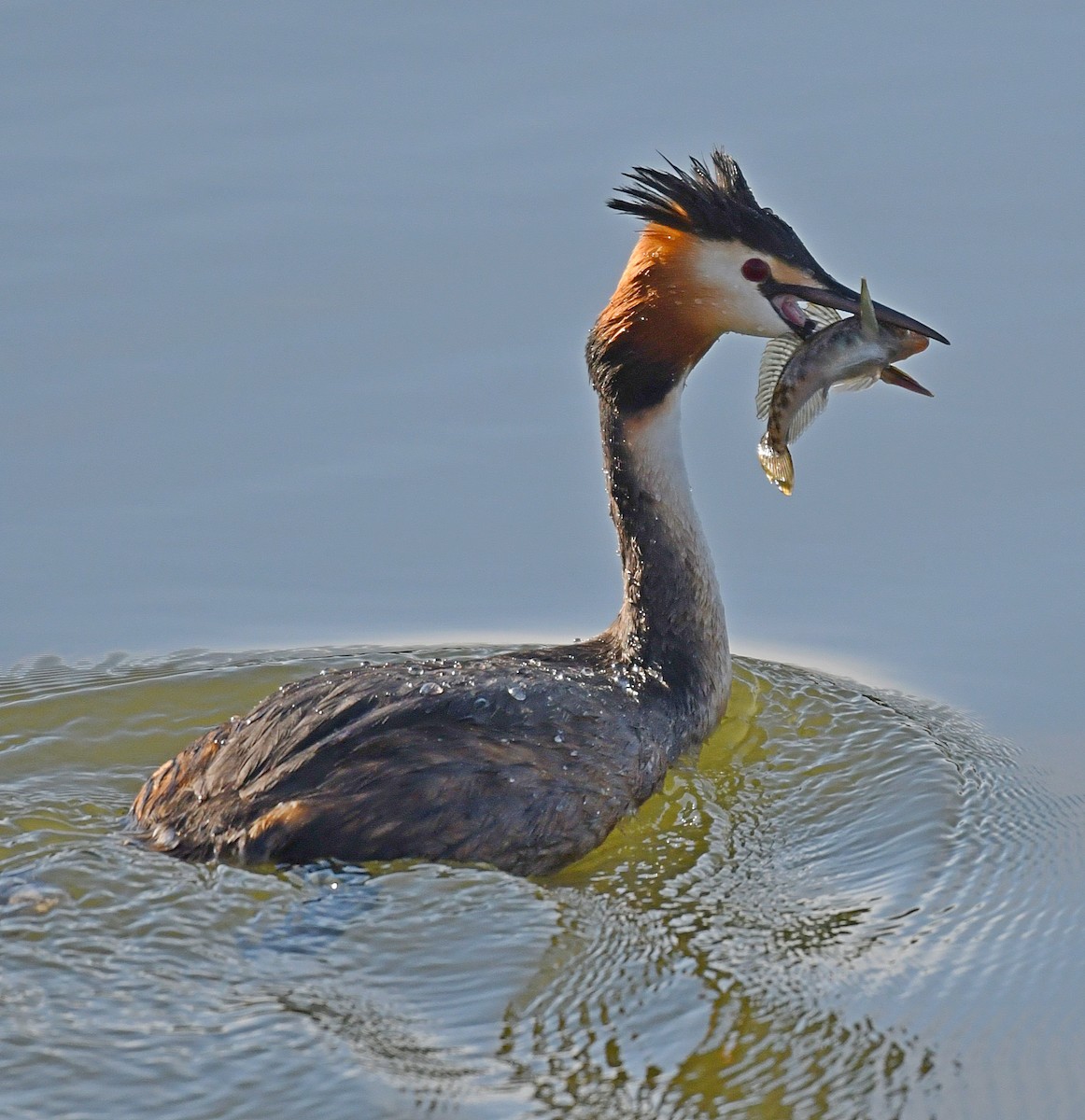 Great Crested Grebe - ML60657231