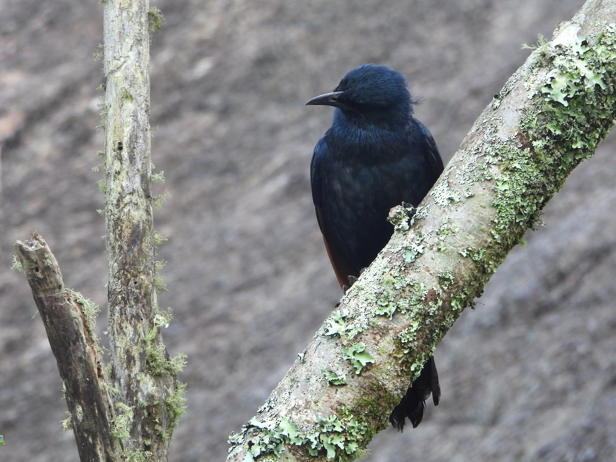 Red-winged Starling - ML606572851
