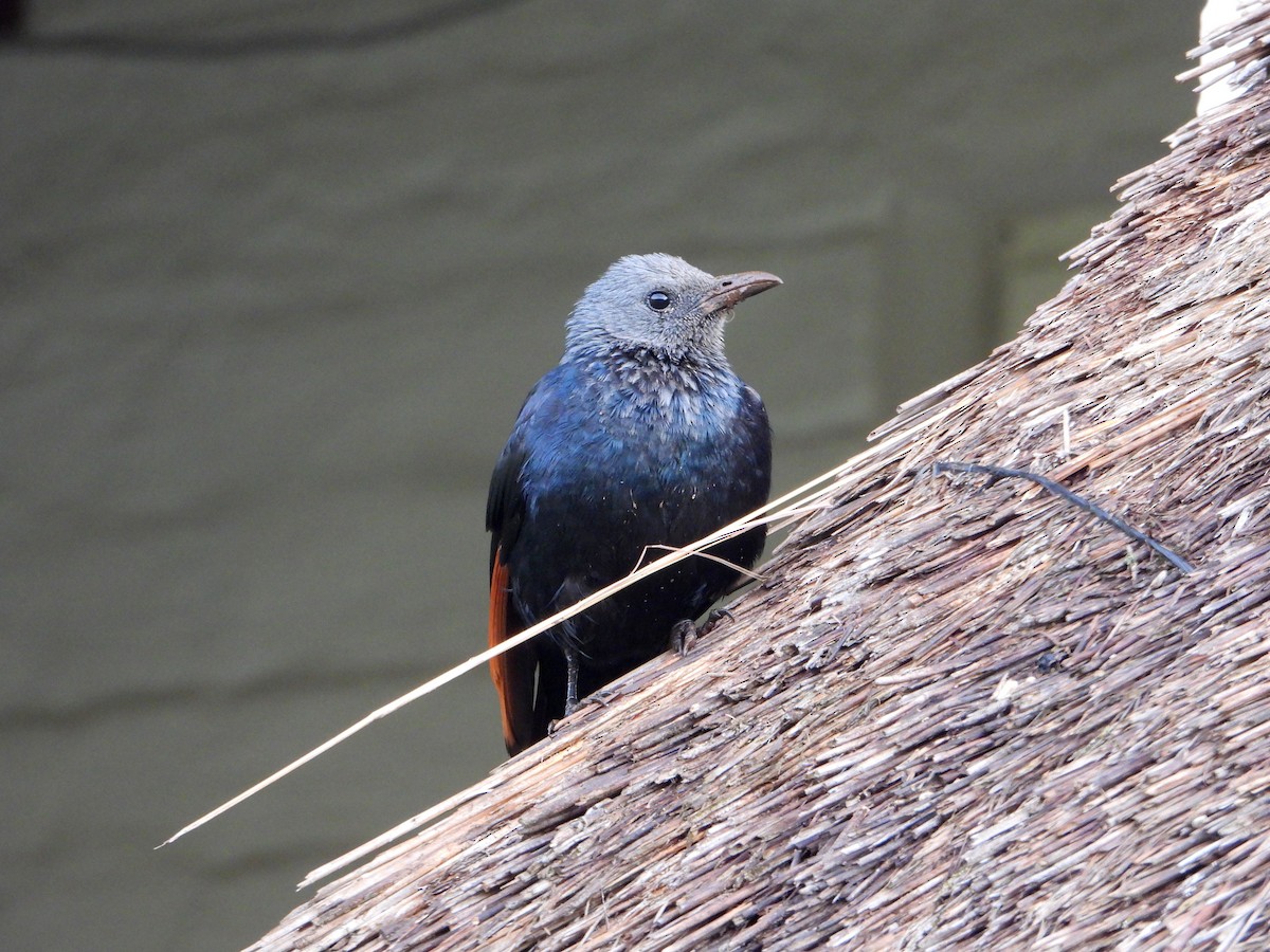 Red-winged Starling - bob butler